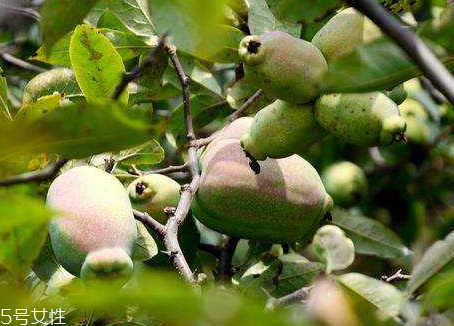 皺皮木瓜怎么吃 皺皮木瓜的營養(yǎng)價(jià)值 皺皮木瓜怎么吃 皺皮木瓜的營養(yǎng)價(jià)值