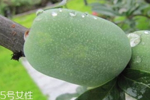 酸木瓜怎么吃 酸木瓜可以直接吃嗎 酸木瓜怎么吃 酸木瓜可以直接吃嗎