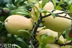 酸木瓜可以減肥嗎 酸木瓜的功效 酸木瓜可以減肥嗎 酸木瓜的功效