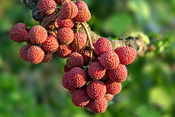 荔枝選購技法 荔枝怎么挑？