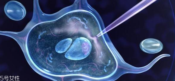 干細胞面霜真的有效嗎 干細胞面霜的主要成分是什么 干細胞面霜真的有效嗎 干細胞面霜的主要成分是什么