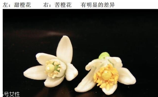 橙花水適合什么膚質(zhì) 橙花水對(duì)皮膚的作用 橙花水適合什么膚質(zhì) 橙花水對(duì)皮膚的作用