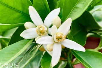 橙花水適合什么膚質(zhì) 橙花水對(duì)皮膚的作用 橙花水適合什么膚質(zhì) 橙花水對(duì)皮膚的作用