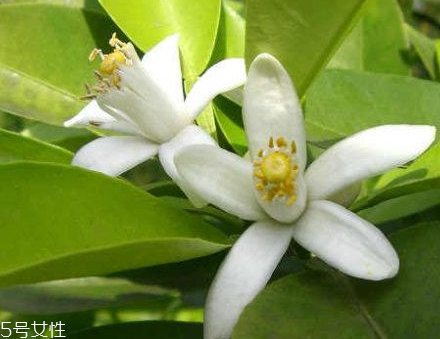 橙花水適合什么膚質(zhì) 橙花水對(duì)皮膚的作用 橙花水適合什么膚質(zhì) 橙花水對(duì)皮膚的作用