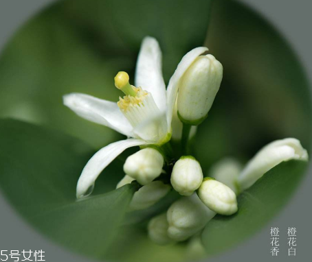 橙花水適合什么膚質(zhì) 橙花水對(duì)皮膚的作用 橙花水適合什么膚質(zhì) 橙花水對(duì)皮膚的作用