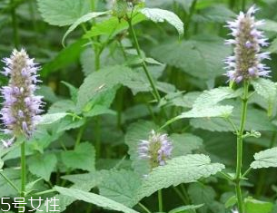 藿香是發(fā)物嗎？皮膚過(guò)敏的人能吃藿香嗎？