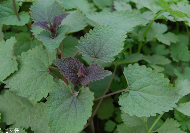 藿香的功效和作用 藿香的禁忌人群 藿香的功效和作用 藿香的禁忌人群