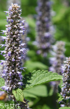 藿香的功效和作用 藿香的禁忌人群 藿香的功效和作用 藿香的禁忌人群