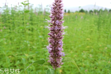 藿香的功效和作用 藿香的禁忌人群 藿香的功效和作用 藿香的禁忌人群