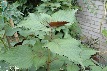 藿香能生吃嗎？藿香味道好嗎？