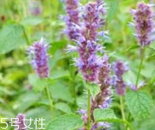 藿香能生吃嗎？藿香味道好嗎？