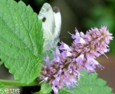 藿香能生吃嗎？藿香味道好嗎？