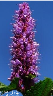 藿香和麝香是一樣嗎？藿香和麝香的區(qū)別