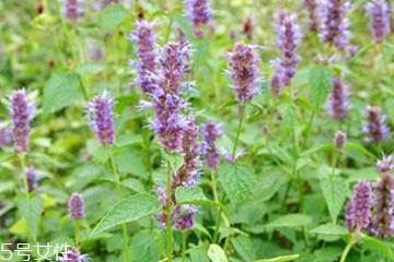 藿香和麝香是一樣嗎？藿香和麝香的區(qū)別