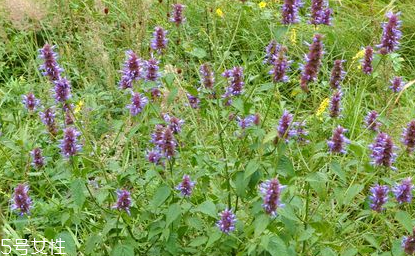 藿香能做菜嗎？藿香怎么做菜？