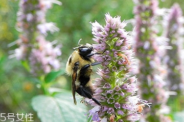 藿香能做菜嗎？藿香怎么做菜？