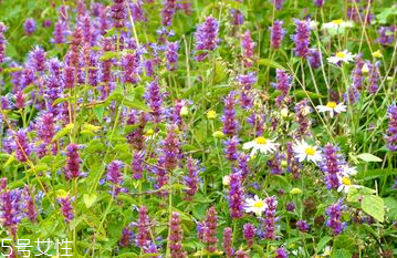 藿香能做菜嗎？藿香怎么做菜？