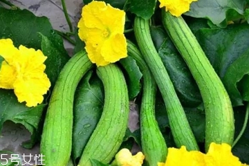 絲瓜水可以濕敷嗎 絲瓜水濕敷好不好 絲瓜水可以濕敷嗎 絲瓜水濕敷好不好