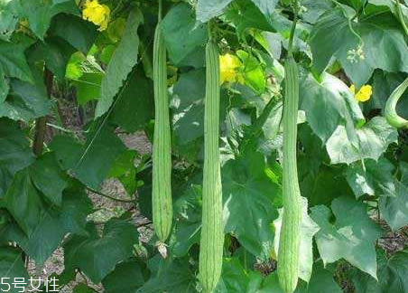 絲瓜水可以濕敷嗎 絲瓜水濕敷好不好 絲瓜水可以濕敷嗎 絲瓜水濕敷好不好