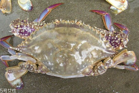 梭子蟹和飛蟹的區(qū)別？飛蟹是梭子蟹嗎？