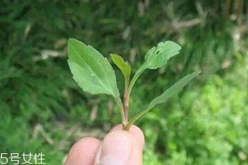 馬蘭頭的味道 馬蘭頭好吃嗎？