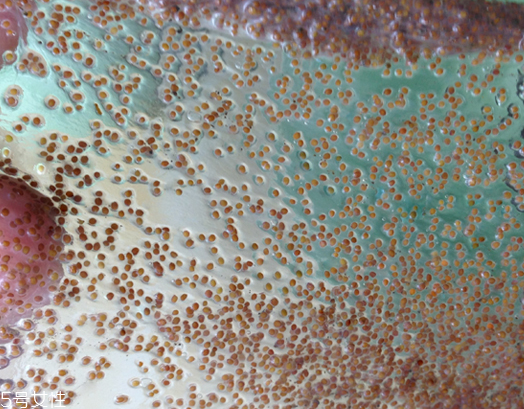 海藻面膜能去黑頭嗎？海藻面膜有去黑頭功效嗎？