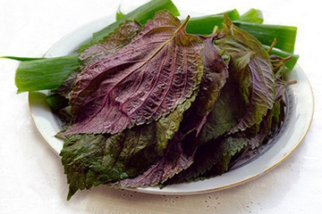 紫蘇葉有什么作用？紫蘇葉的作用