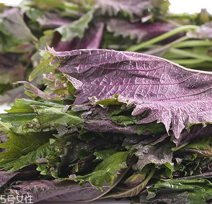 紫蘇葉有什么作用？紫蘇葉的作用