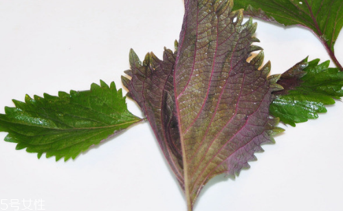 紫蘇葉的養(yǎng)殖方法 紫蘇葉怎么養(yǎng)殖？