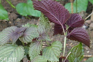 紫蘇葉的養(yǎng)殖方法 紫蘇葉怎么養(yǎng)殖？