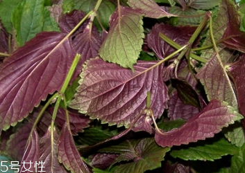 紫蘇葉怎么吃？干紫蘇葉怎么吃？