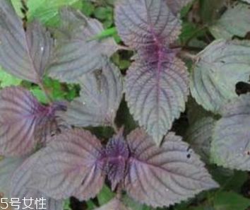 紫蘇葉怎么吃？干紫蘇葉怎么吃？