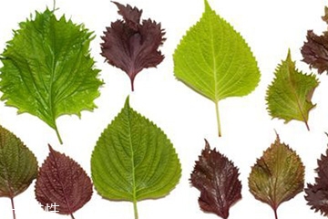 紫蘇葉怎么吃？干紫蘇葉怎么吃？