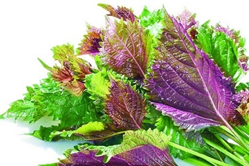 紫蘇葉的好處 紫蘇葉能治感冒嗎？