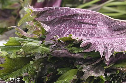 紫蘇葉的好處 紫蘇葉能治感冒嗎？