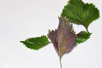 紫蘇葉的食用禁忌 吃紫蘇葉時要注意什么？