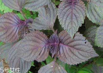 紫蘇葉的食用禁忌 吃紫蘇葉時要注意什么？