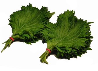 紫蘇葉能放冰箱嗎？紫蘇葉怎么保存？