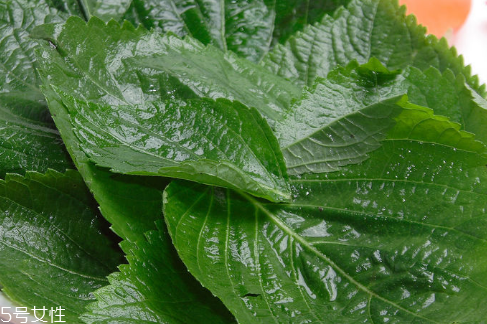 紫蘇葉能放冰箱嗎？紫蘇葉怎么保存？