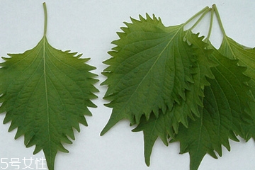 紫蘇葉能放冰箱嗎？紫蘇葉怎么保存？