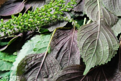 紫蘇葉能和香菇一起吃嗎？紫蘇葉能腌制嗎？