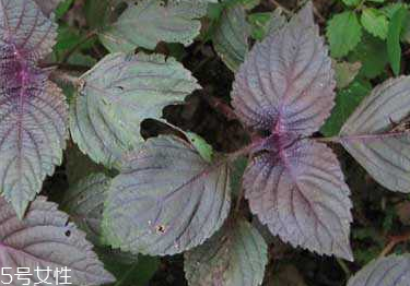 紫蘇葉能和香菇一起吃嗎？紫蘇葉能腌制嗎？