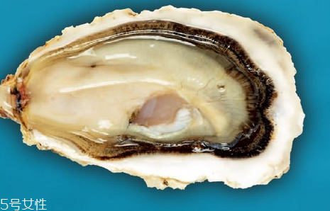生蠔小孩可以吃嗎？兒童是否適合吃生蠔？