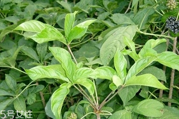 刺五加是什么？什么是刺五加？