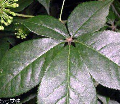 刺五加是什么？什么是刺五加？