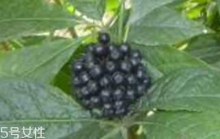 刺五加是什么？什么是刺五加？