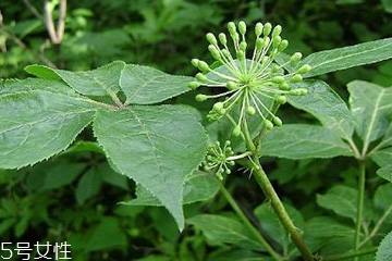 刺五加可以炒雞蛋嗎？刺五加怎么炒雞蛋？