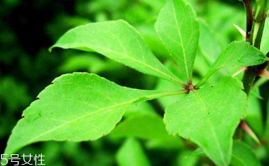 刺五加可以炒雞蛋嗎？刺五加怎么炒雞蛋？