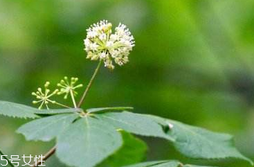 刺五加可以炒雞蛋嗎？刺五加怎么炒雞蛋？