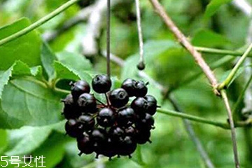 刺五加能治失眠嗎？刺五加能治療動脈硬化嗎？